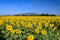 Beautiful sunflower blooming in sunflower field with blue sky background