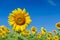 Beautiful sunflower blooming in sunflower field with blue sky background. Lop buri