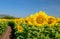 Beautiful sunflower blooming in sunflower field with blue sky background. Lop buri