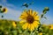 Beautiful Sunflower Blooms in Texas Field