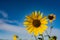 Beautiful Sunflower Blooms in Texas Field