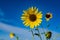 Beautiful Sunflower Blooms in Texas Field