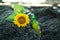 Beautiful sunflower blossom laying on sea rock and a bottle of fresh beer. Beer and beach summer photo concept. Summer holiday