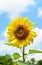 Beautiful sunflower with blue and cloud sky