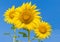 The beautiful of sunflower with the blue sky cloud background.