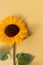 Beautiful sunflower bud on yellow background with aesthetic sunlight shadows. Minimal still life floral composition