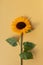 Beautiful sunflower bud on yellow background with aesthetic sunlight shadows. Simplicity floral composition top view