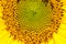 Beautiful sunflower close up, isolated sunflower,geometric natural pattern,photo for cover design,wallpaper,advertising
