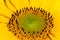 Beautiful sunflower close up, isolated sunflower,geometric natural pattern,photo for cover design,wallpaper,advertising