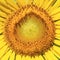 Beautiful sunflower closeup detail