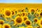 Beautiful sunflower field