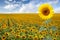 Beautiful sunflower field