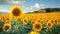 Beautiful sunflower field