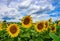 Beautiful sunflower field against picturesque cloudy sky