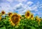 Beautiful sunflower field against picturesque cloudy sky