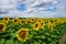 Beautiful sunflower field against picturesque cloudy sky