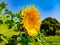 Beautiful sunflower field. Blossoming bright sunflower. Shinning sunflower background. Yellow sunflower, field of sunflowers.