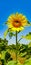 Beautiful sunflower field. Blossoming bright sunflower. Shinning sunflower background. Yellow sunflower, field of sunflowers.