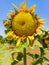 Beautiful sunflower field. Blossoming bright sunflower. Shinning sunflower background. Yellow sunflower, field of sunflowers.