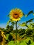 Beautiful sunflower field. Blossoming bright sunflower. Shinning sunflower background. Yellow sunflower, field of sunflowers.