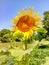 Beautiful sunflower field. Blossoming bright sunflower. Shinning sunflower background. Yellow sunflower, field of sunflowers.