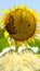 Beautiful sunflower field. Blossoming bright sunflower. Shinning sunflower background. Yellow sunflower, field of sunflowers.