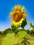 Beautiful sunflower field. Blossoming bright sunflower. Shinning sunflower background. Yellow sunflower, field of sunflowers.