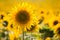 Beautiful sunflower on the field close-up. Agrarian industry. Blurred background. Free space for text. Bright yellow petals. Green