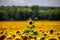 A beautiful sunflower field in Hungary at Lake Balaton. Great plant in full bloom