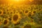 Beautiful sunflower field illuminated by sunset. Harvest concept background