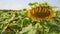 Beautiful sunflower field in summer.