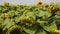 Beautiful sunflower field in summer.