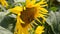 Beautiful sunflower field in summer.