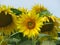 Beautiful sunflower flowers large yellow insects petals pollen