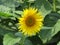 Beautiful sunflower flowers large yellow insects petals pollen