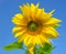 Beautiful sunflower with green leaves