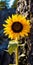 Beautiful Sunflower Growing Against Rock In Yellowstone National Park