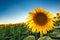 Beautiful sunflower head blooming in cultivated crop field