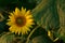 Beautiful sunflower head and its stem with leaves, at sunset.