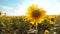 Beautiful sunflower Helianthus field of yellow flowers on a background of blue sky landscape. slow motion video. a lot