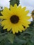 Beautiful Sunflower image bloom in garden