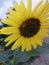 Beautiful Sunflower image bloom in garden