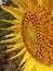 Beautiful sunflower from  indian culture villagers garden some beautifull images in farmmers