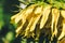 Beautiful sunflower inflorescence