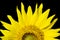 Beautiful sunflower, isolated on black