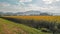 Beautiful sunflower meadow in summer season