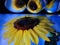 Beautiful sunflower mirror image like 3b image