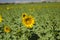 Beautiful Sunflower Patch in Denver