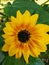 Beautiful sunflower picture