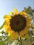 Beautiful Sunflower Plant
